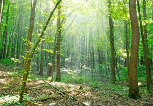 © Volokhatiuk | Stock Free Images & Dreamstime Stock Photos