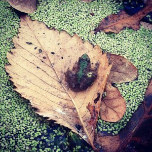 ©2012, Chase Sackett