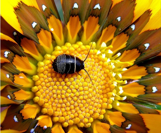 Teaching without Words: A Must See Ted Talk ~ Educational Technology and Mobile&nbsp;Learning