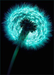 blue_dandelion