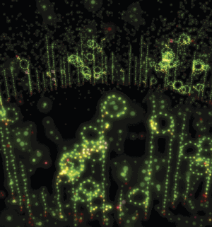 Influential few predict behaviour of the many : Nature News &&nbsp;Comment