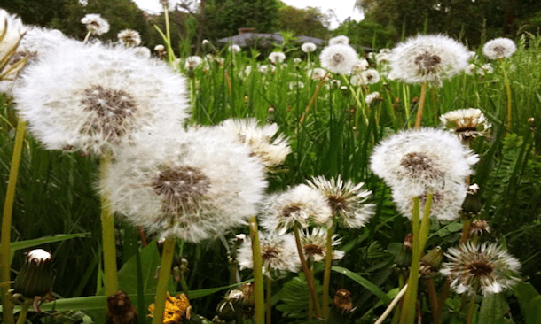 SMTV: AMERICA’S MOST DANGEROUS&nbsp;WOMAN