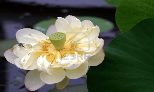 Body 4: Disembodied&nbsp;Nature