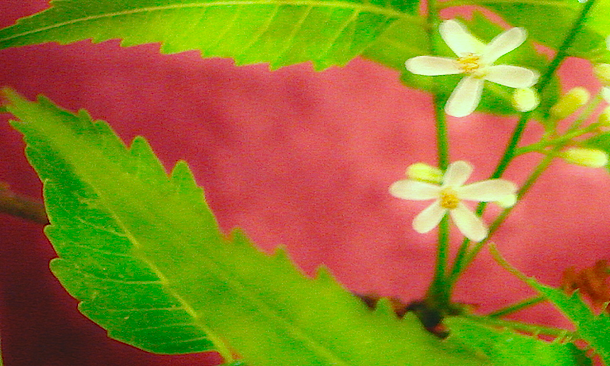 How does Vandana Shiva do&nbsp;it?