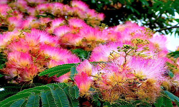 Dreams – The&nbsp;Corrs