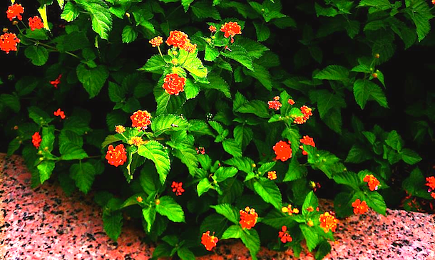 Yen Hui’s progress