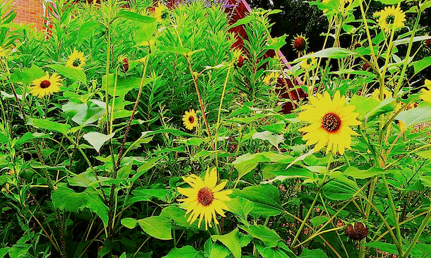 TONGUE SANDWICH, Plagiarist