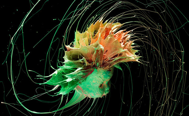 Here Comes the Hotstepper | Ini&nbsp;Kamoze