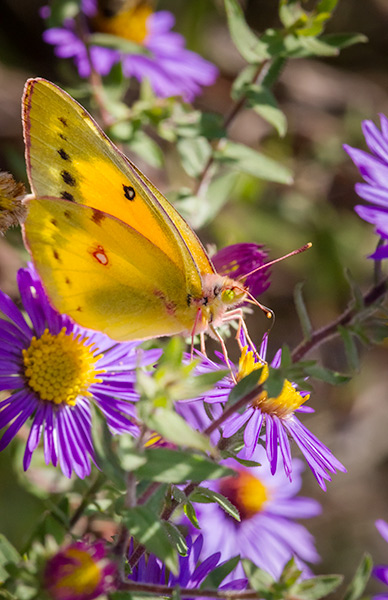 Whatever, Etc. #1: 20120321