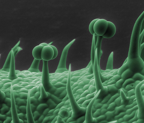 Everything Looks Cool Photographed Under An Electron Microscope | DIYPhotography.net