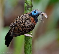 Top 25 Wild Bird Photographs of the Week #46 – News Watch