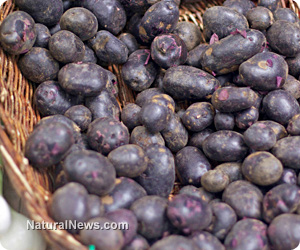 Purple potatoes pack serious antioxidants compared to their white-fleshed counterparts