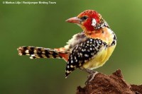 Top 25 Wild Bird Photographs of the Week #46 – News Watch