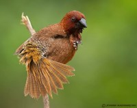 Top 25 Wild Bird Photographs of the Week #46 – News Watch