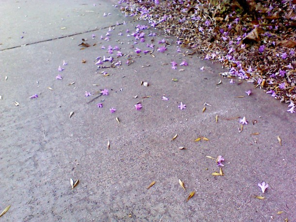 Enjoying the powerless features of&nbsp;Democracy