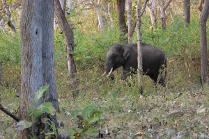 bandipur elephant