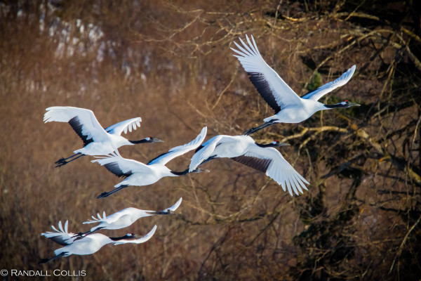 Red-Crowned Crane 丹顶鹤  ~ 仙鹤-1