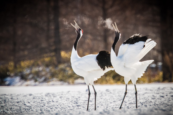 Red-Crowned Crane 丹顶鹤  ~ 仙鹤-3