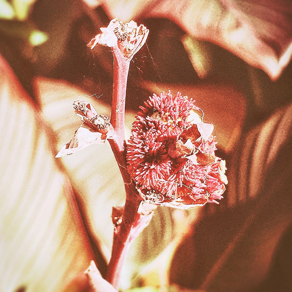 11201858_10207823476765382_8046278635867740630_n