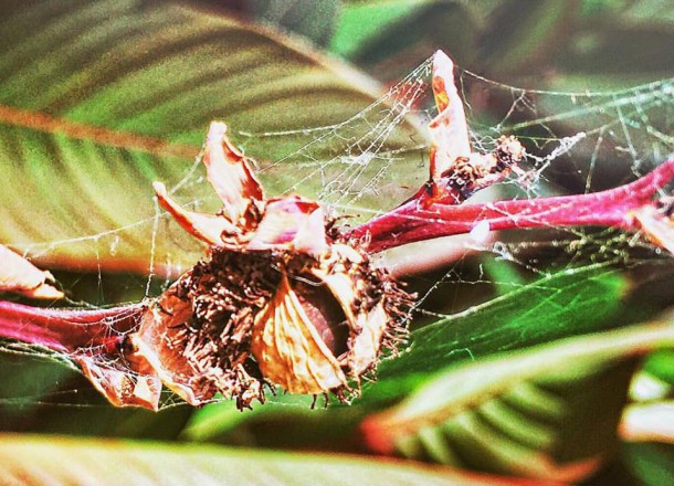 forgetful, forgotten control